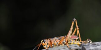 Jak zarabiać na różnicach kursowych?