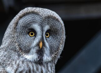 Co lepsze darowizna czy sprzedaż?