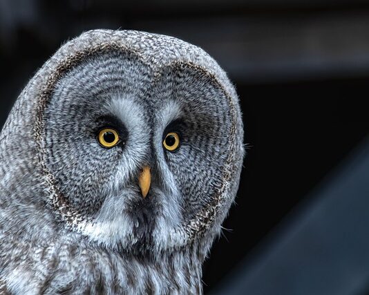 Co lepsze darowizna czy sprzedaż?